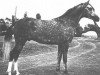 stallion Lak 1960 ox (Arabian thoroughbred, 1960, from Kankan 1954 ox)