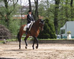 dressage horse Adriana 38 (Bavarian, 1995, from Lagranno)