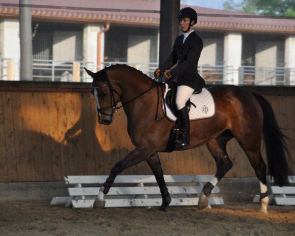 dressage horse Lucy June (Westphalian, 2006)