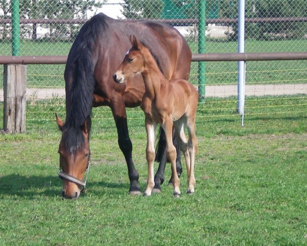 broodmare Honey (Sachse, 2001, from Lavall I)