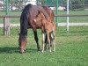 broodmare Honey (Sachse, 2001, from Lavall I)