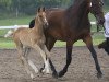 broodmare Exciting Girl (Oldenburg, 1997, from Ex Libris)