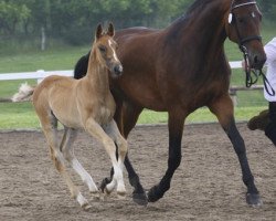 broodmare Exciting Girl (Oldenburg, 1997, from Ex Libris)