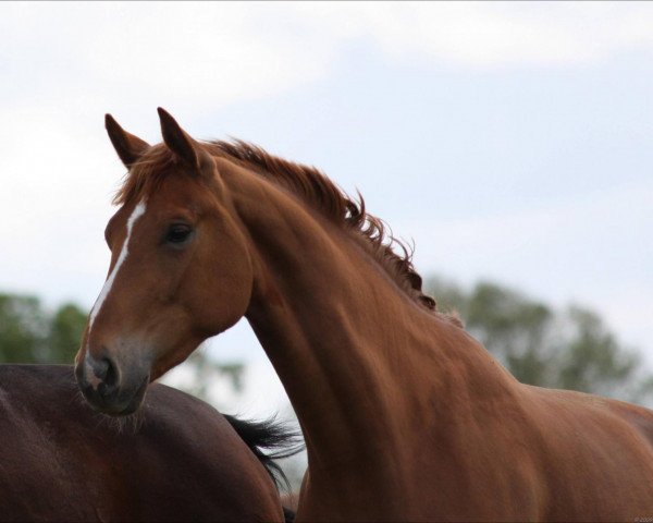 broodmare San Jada (Oldenburg, 2006, from Sancisco)