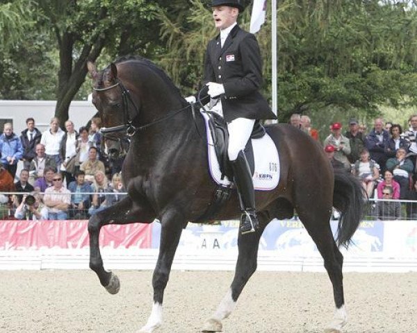 stallion Zhivago (Dutch Warmblood, 2004, from Krack C)