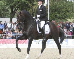 stallion Zhivago (KWPN (Royal Dutch Sporthorse), 2004, from Krack C)