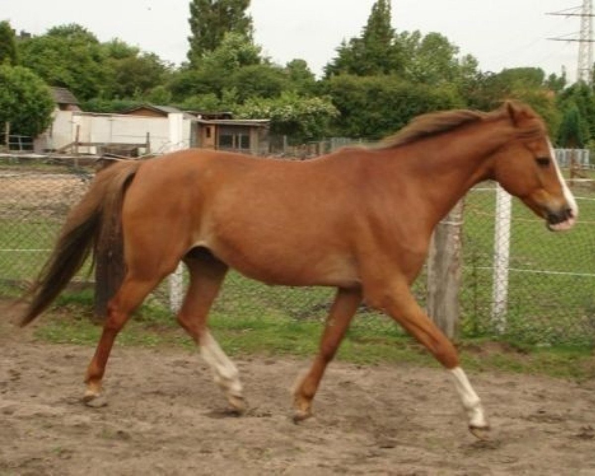 horse Tiny Champ (German Riding Pony, 1998, from Top Yellow)