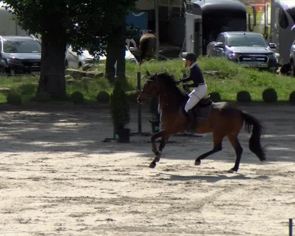 Reitturnier Basel Schänzli 2022