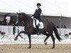 dressage horse Hoennerups Driver (Danish Warmblood, 2004, from Glock's Romanov)