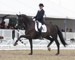 dressage horse Hoennerups Driver (Danish Warmblood, 2004, from Glock's Romanov)