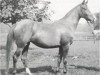 broodmare Rixalina 1929 ox (Arabian thoroughbred, 1929, from Raseem 1922 ox)