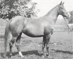 broodmare Rixalina 1929 ox (Arabian thoroughbred, 1929, from Raseem 1922 ox)