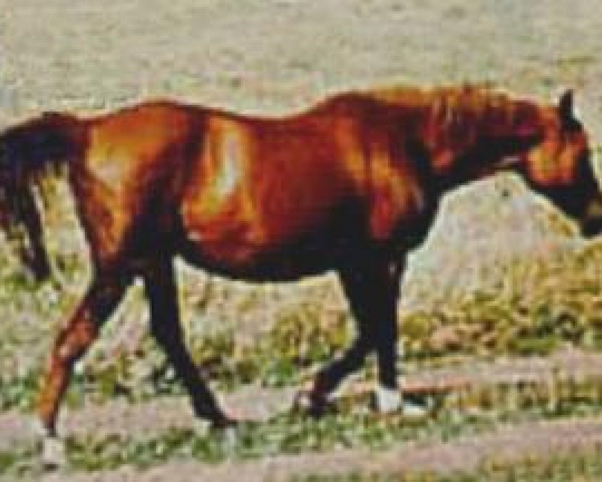 broodmare Neposeda 1955 ox (Arabian purebred, 1955, from Priboj 1944 ox)