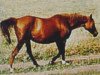 broodmare Neposeda 1955 ox (Arabian thoroughbred, 1955, from Priboj 1944 ox)