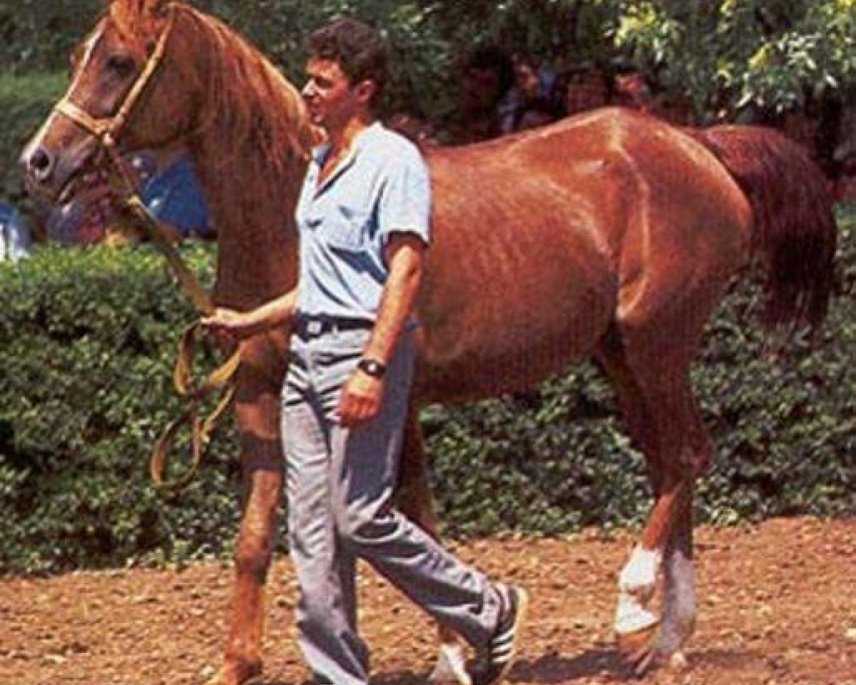 broodmare Nega 1968 ox (Arabian purebred, 1968, from Aswan 1958 EAO)