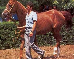 broodmare Nega 1968 ox (Arabian thoroughbred, 1968, from Aswan 1958 EAO)