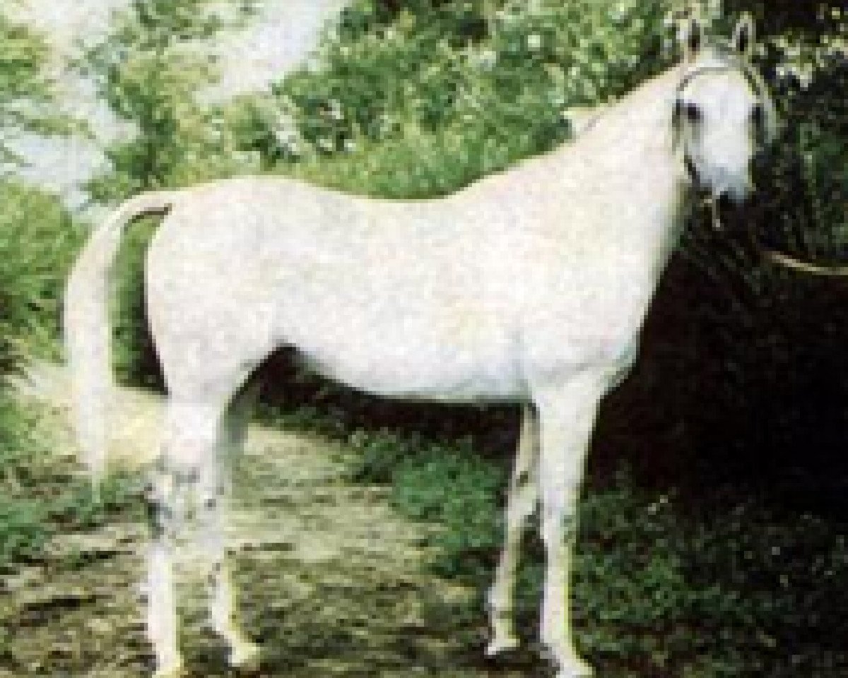 Deckhengst Nil 1954 EAO (Vollblutaraber, 1951, von Sid Abouhom 1936 RAS)
