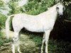 stallion Nil 1954 EAO (Arabian thoroughbred, 1951, from Sid Abouhom 1936 RAS)