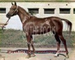 broodmare Nevada 1970 ox (Arabian thoroughbred, 1970, from Aswan 1958 EAO)