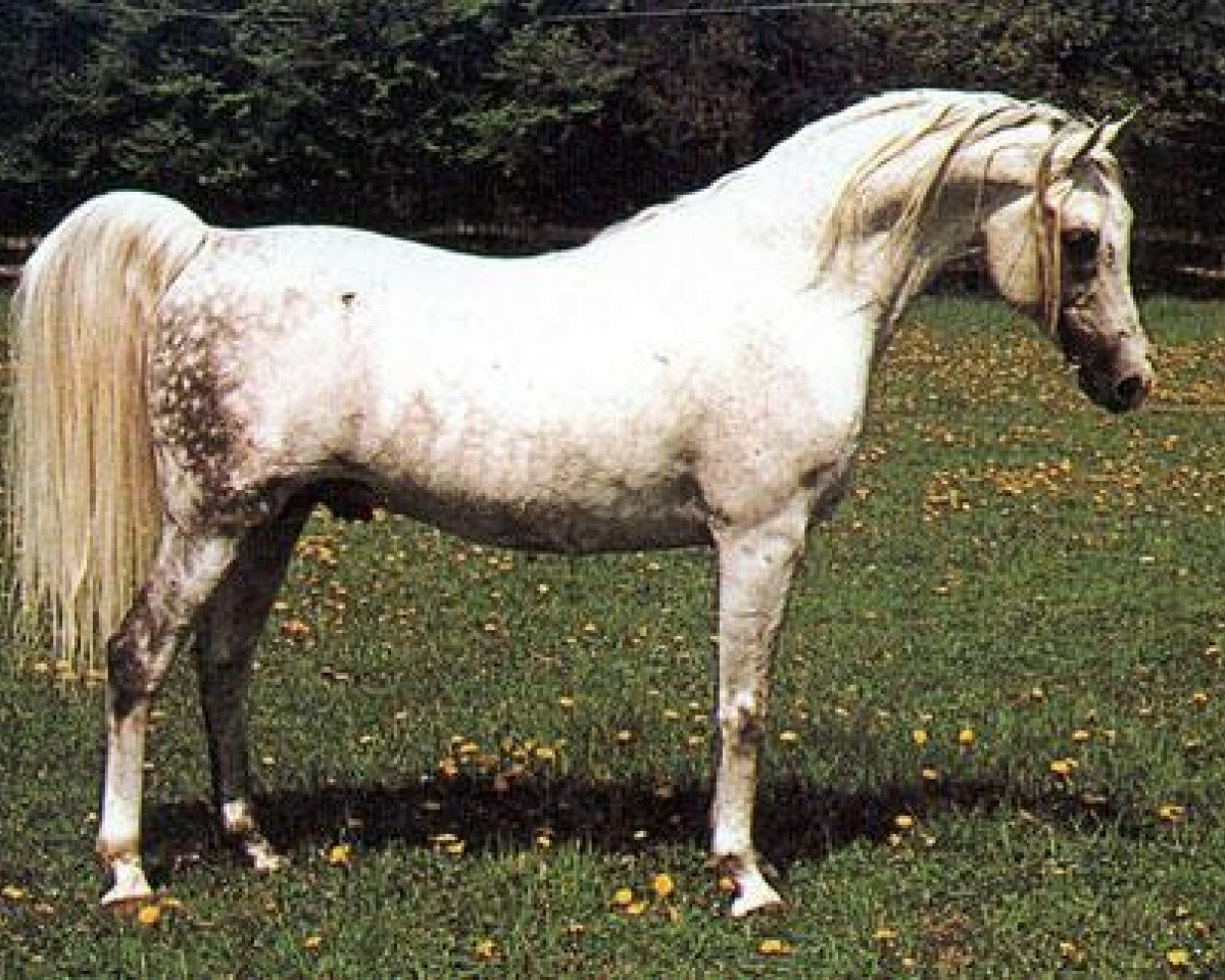 stallion Kilimandscharo 1968 ox (Arabian purebred, 1968, from Aswan 1958 EAO)
