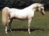 stallion Kilimandscharo 1968 ox (Arabian thoroughbred, 1968, from Aswan 1958 EAO)