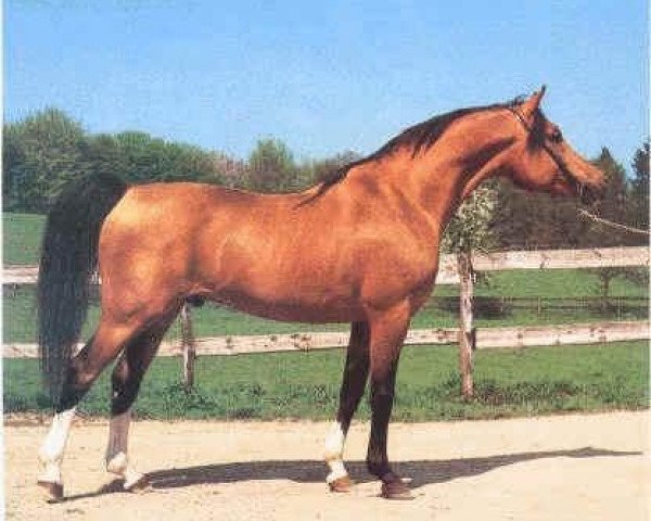 stallion Neman 1973 ox (Arabian thoroughbred, 1973, from Nabeg 1966 ox)