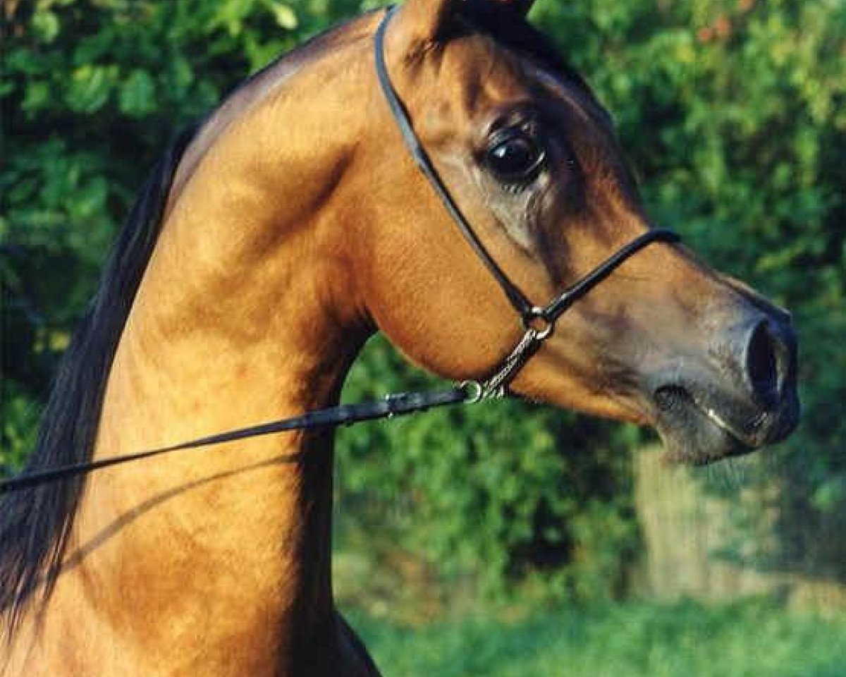 stallion Nadir I 1987 ox (Arabian purebred, 1987, from Neman 1973 ox)