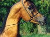 stallion Nadir I 1987 ox (Arabian thoroughbred, 1987, from Neman 1973 ox)