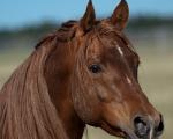 horse Al Takir 2004 ox (Arabian thoroughbred, 2004, from Al Lahab 1999 EAO)
