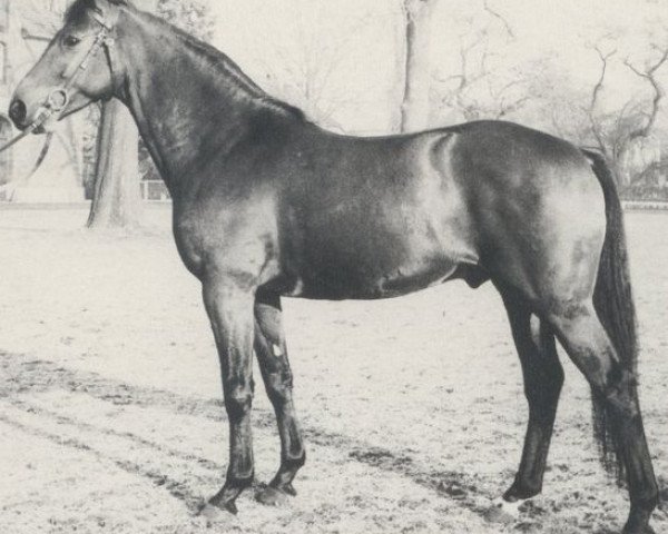 horse Perfekt I (Hanoverian, 1968, from Perser xx)