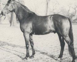 stallion Perfekt I (Hanoverian, 1968, from Perser xx)