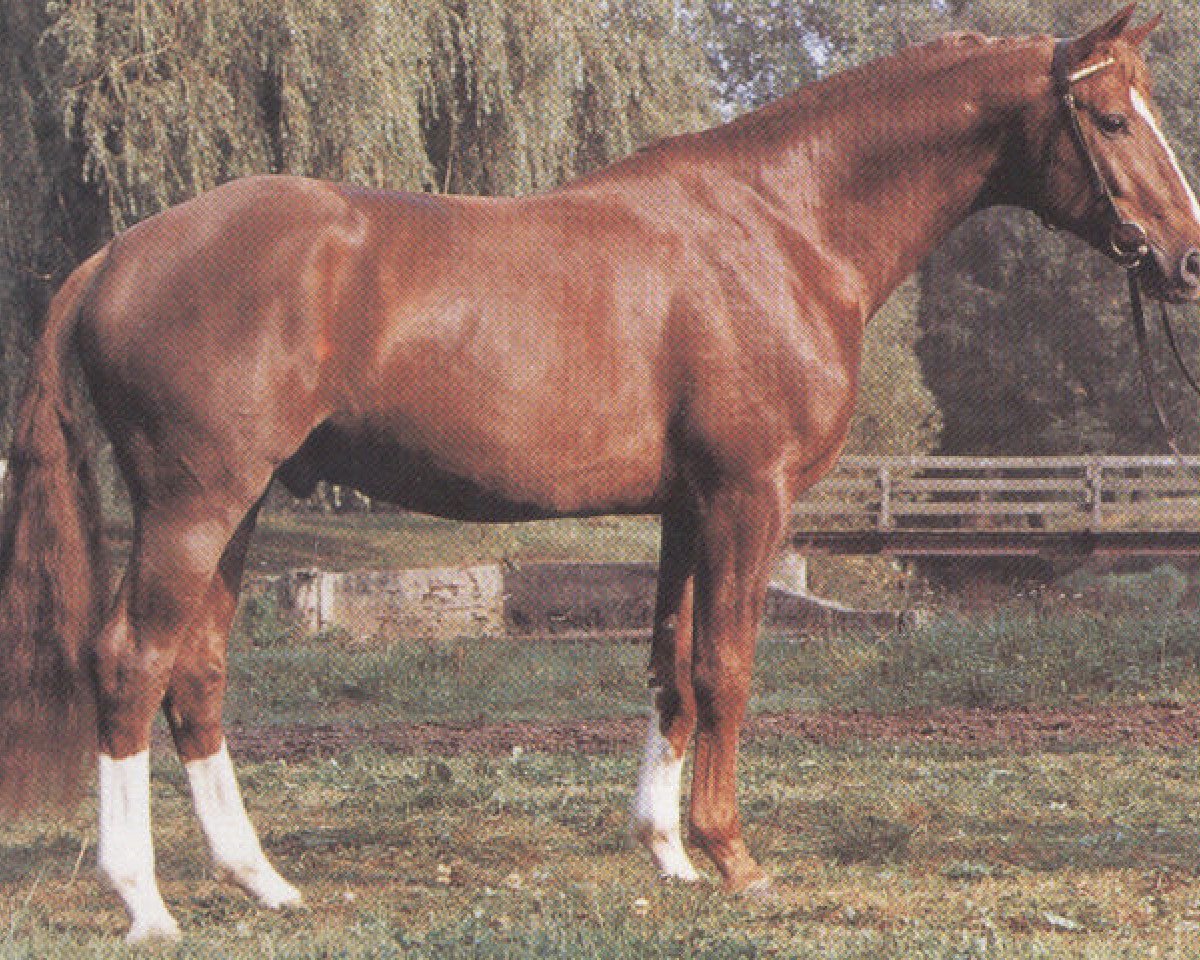 Deckhengst Freisturm (Hannoveraner, 1982, von Freiherr)