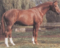 stallion Freisturm (Hanoverian, 1982, from Freiherr)