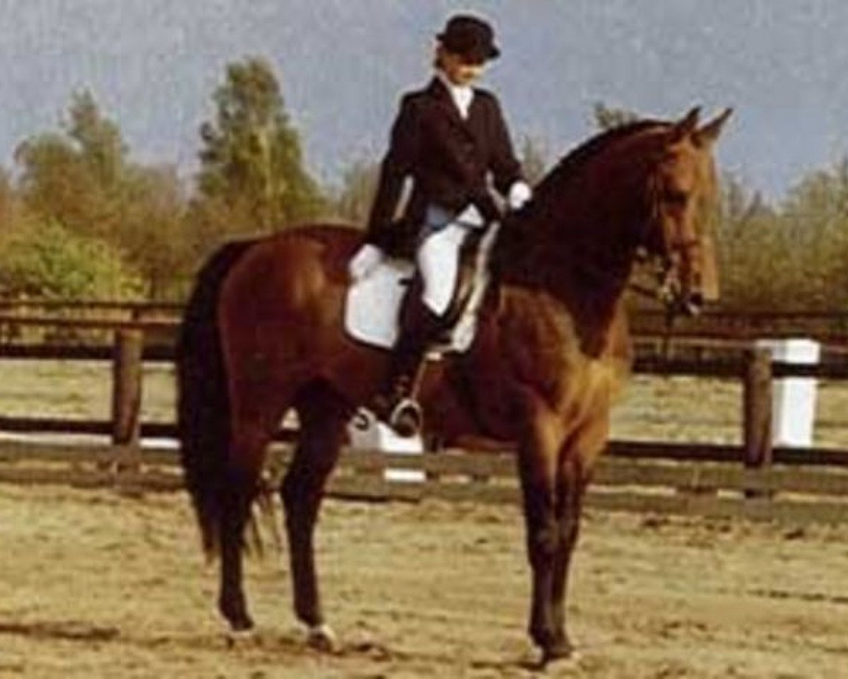 stallion Locarno (Holsteiner, 1972, from Ladykiller xx)