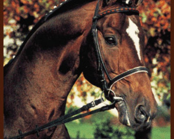 stallion Prinz Miro (Oldenburg, 1978, from Pik Bube I)