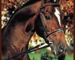 stallion Prinz Miro (Oldenburg, 1978, from Pik Bube I)