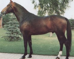 stallion Damnatz II (Hanoverian, 1984, from Darling)