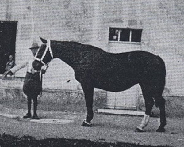 Pferd Riquette AN (Anglo-Normanne, 1939, von Italien AN)