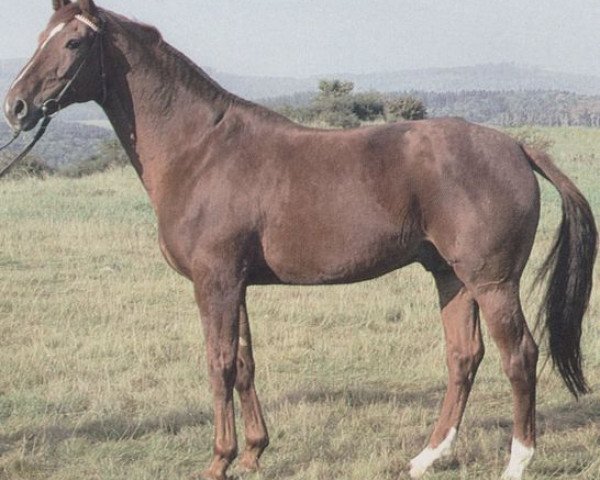 stallion Wanfried (Hanoverian, 1973, from Wiesenbaum xx)