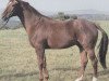 stallion Wanfried (Hanoverian, 1973, from Wiesenbaum xx)