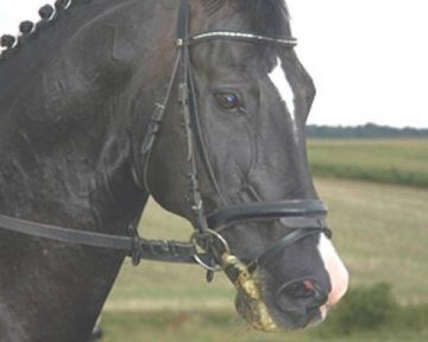 stallion Careras (Oldenburg, 1989, from Carprilli)