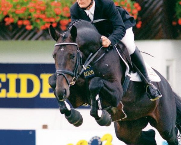 stallion Cajus (Danish Warmblood, 1994, from Coronado I)
