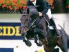 stallion Cajus (Danish Warmblood, 1994, from Coronado I)