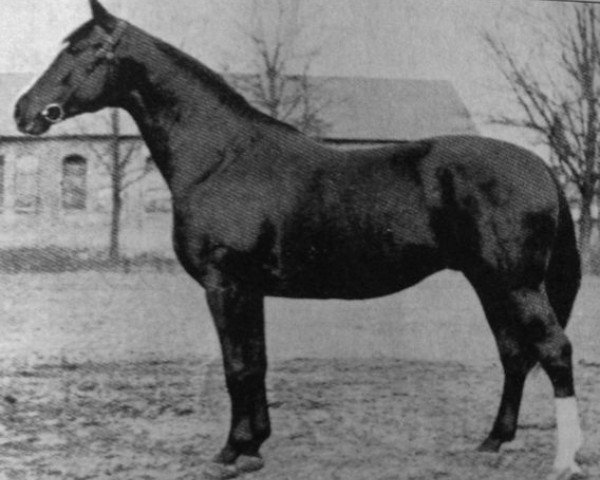 stallion Alba (Trakehner, 1929, from Alaskafuchs)
