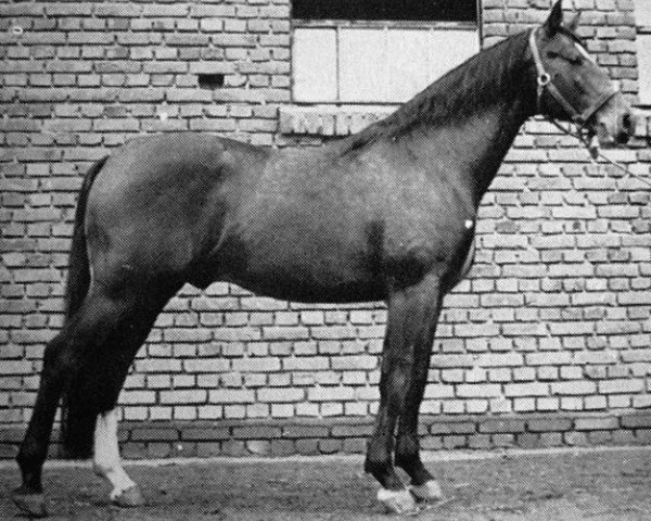 stallion Dominus (Trakehner, 1954, from Intermezzo)