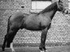 stallion Dominus (Trakehner, 1954, from Intermezzo)