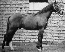 stallion Dominus (Trakehner, 1954, from Intermezzo)