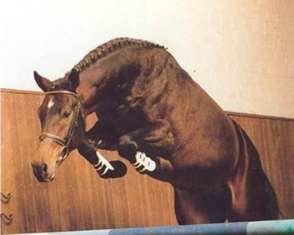 stallion Singular Joter (Brazilian horse, 1987, from Silvestre)
