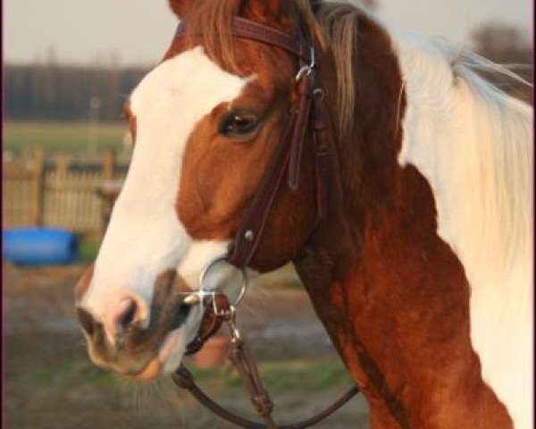 Pferd Joy (Pinto/Kleines Reitpferd, 1992, von Abgott's Pt. Joe)