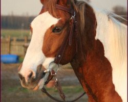 horse Joy (Pinto / Small Riding Horse, 1992, from Abgott's Pt. Joe)